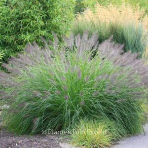 Pennisetum alopecuroides 'Japonicum'