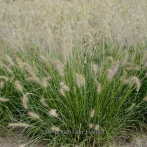 Pennisetum alopecuroides 'Peppa Pig'