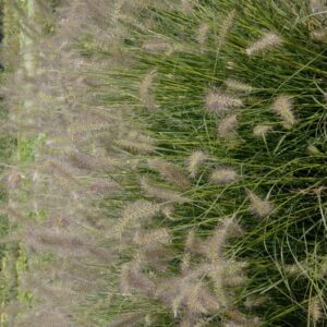 Pennisetum alopecuroides 'Piglet'