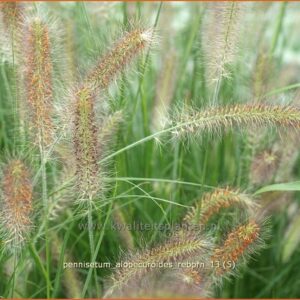 Pennisetum alopecuroides 'Reborn'