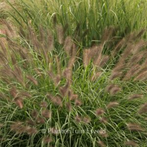 Pennisetum alopecuroides 'Redhead'