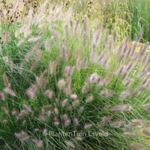 Pennisetum alopecuroides var. viridescens