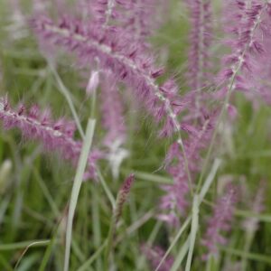 Pennisetum orientale 'Flamingo'