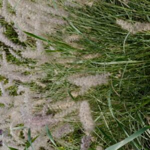 Pennisetum orientale 'JS Dance With Me'