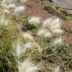 Pennisetum villosum