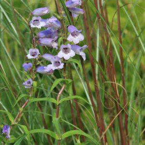 Penstemon 'Sour Grapes'