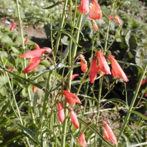 Penstemon barbatus 'Coccineus'