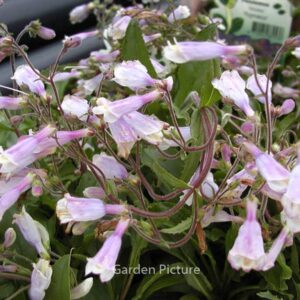 Penstemon hirsutus 'Pygmaeus'