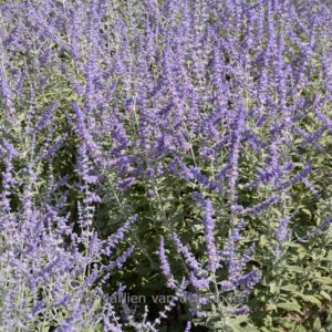 Perovskia atriplicifolia 'Lissvery' (SILVERY BLUE)