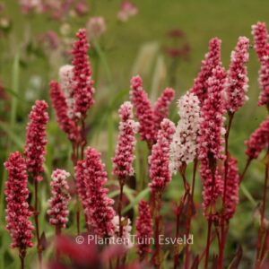 Persicaria affinis 'Darjeeling Red'