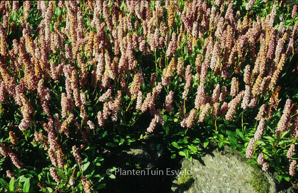 Persicaria affinis 'Donald Lowndes' - Image 2