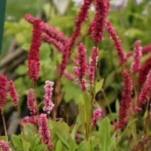 Persicaria affinis 'Donald Lowndes'