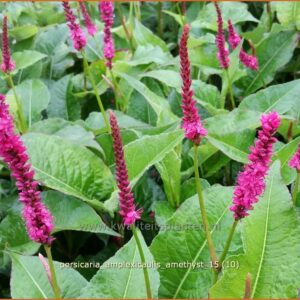 Persicaria amplexicaulis 'Amethyst'