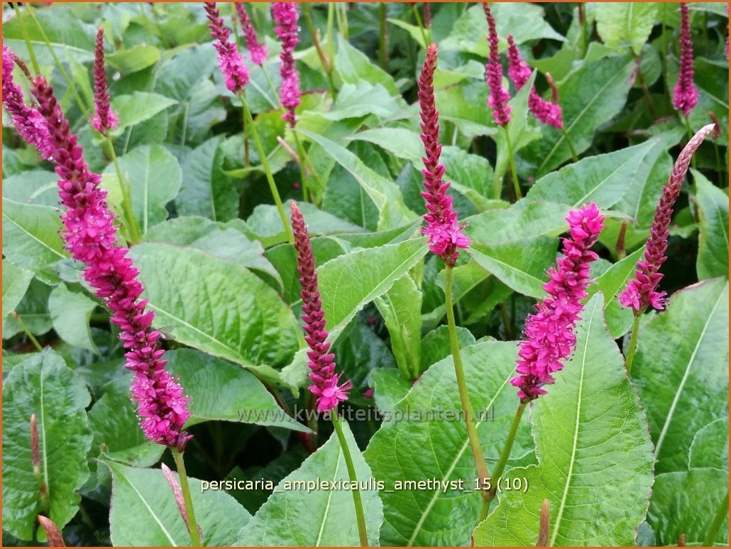Persicaria amplexicaulis 'Amethyst'