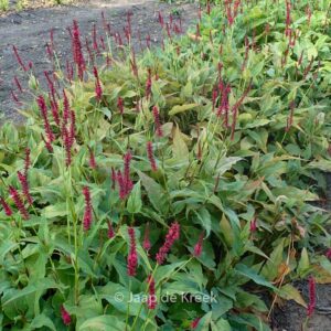 Persicaria amplexicaulis 'Dark Red'