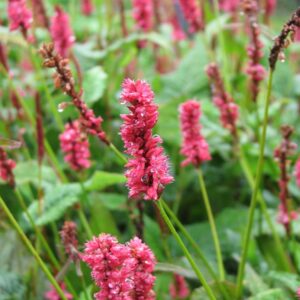 Persicaria amplexicaulis 'Delgado Macho'