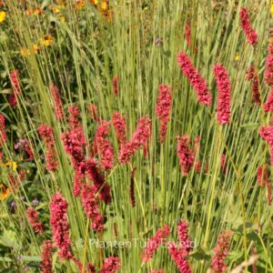 Persicaria amplexicaulis 'Dikke Floskes'