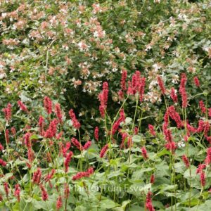 Persicaria amplexicaulis 'Fat Domino'