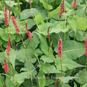 Persicaria amplexicaulis 'JS Caliente'