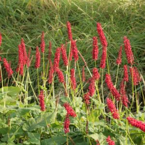 Persicaria amplexicaulis 'JS Calor'