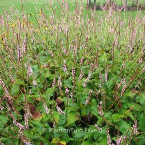Persicaria amplexicaulis 'Pink Mist'