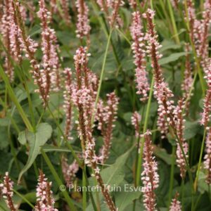 Persicaria amplexicaulis 'Rosea'