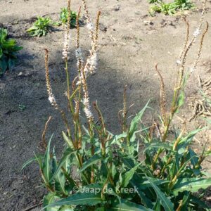 Persicaria amplexicaulis 'White Eastfield'