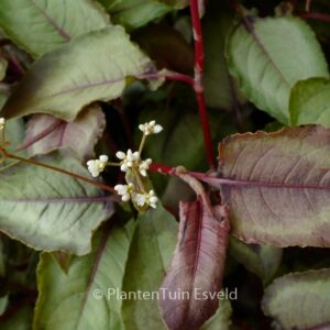Persicaria microcephala 'Silver Dragon'