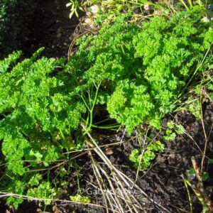 Petroselinum crispum