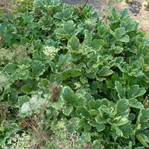 Peucedanum ostruthium 'Daphnis'