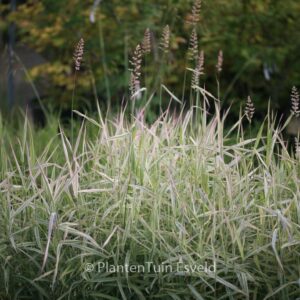 Phalaris arundinacea 'Picta'