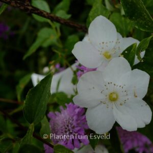 Philadelphus 'Innocence'