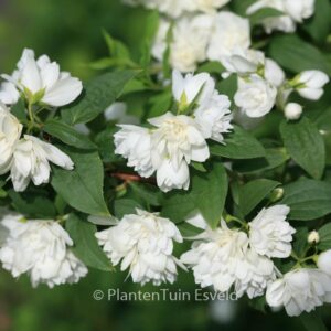 Philadelphus 'Manteau d'Hermine'