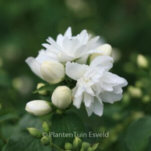 Philadelphus 'Schneesturm'