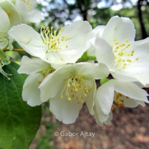 Philadelphus 'Silberregen'