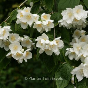 Philadelphus coronarius