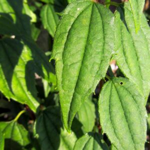Philadelphus mexicanus