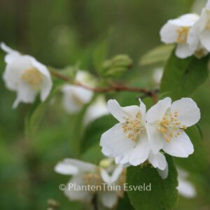 Philadelphus triflorus