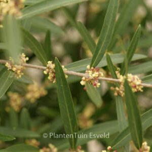 Phillyrea angustifolia