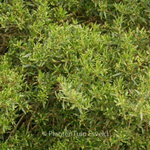 Phillyrea angustifolia rosmarinifolia