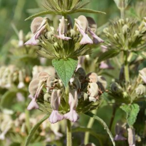 Phlomis samia