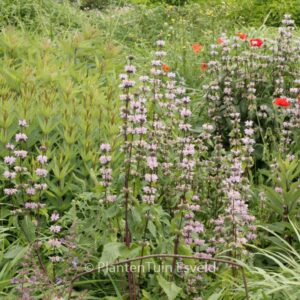 Phlomis tuberosa 'Amazone'