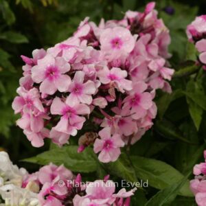 Phlox 'Bright Eyes' (Paniculata Group)