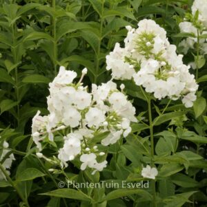 Phlox 'David' (Paniculata Group)