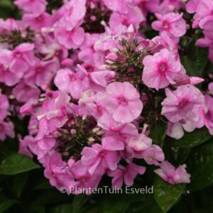 Phlox 'Eva Cullum' (Paniculata Group)