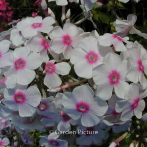 Phlox 'Graf Zeppelin'