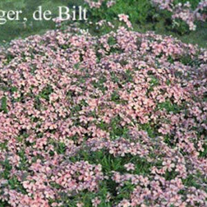 Phlox 'Moerheimii' (subulata group)