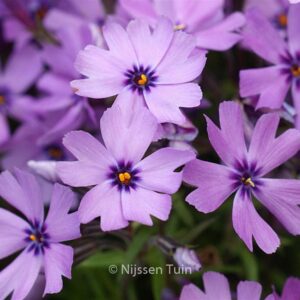 Phlox 'Purple Beauty' (Subulata groep)