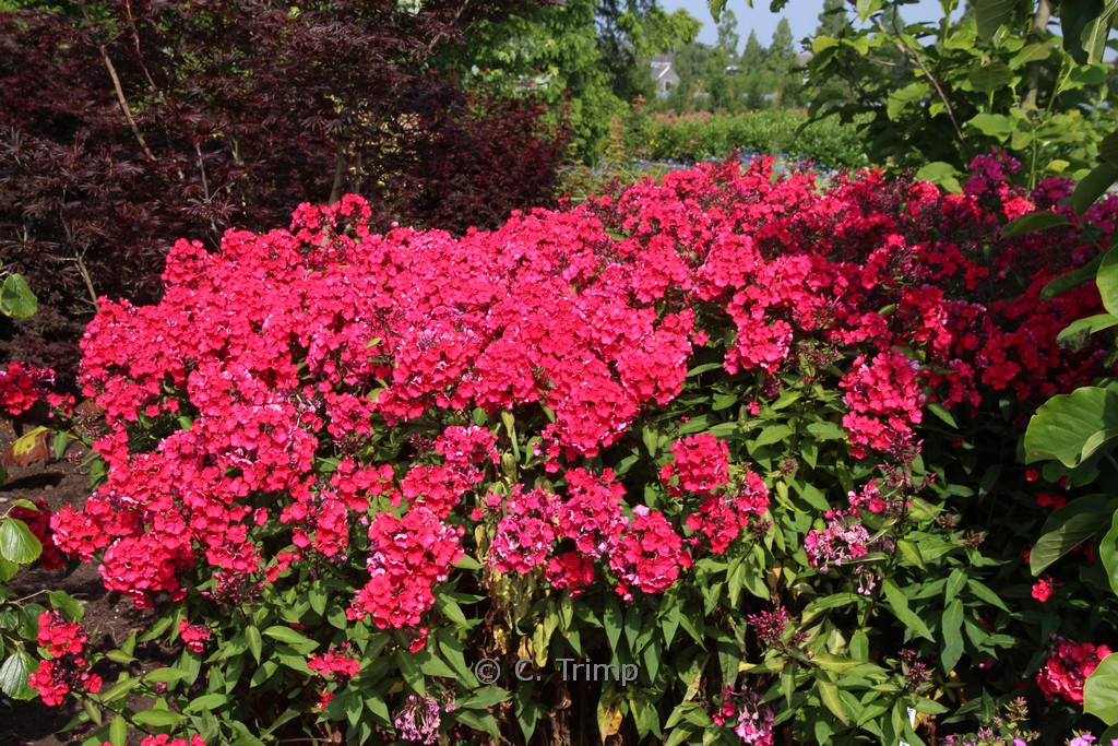 Phlox 'Starfire'