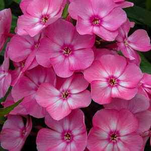 Phlox 'Sweet Summer Candy'